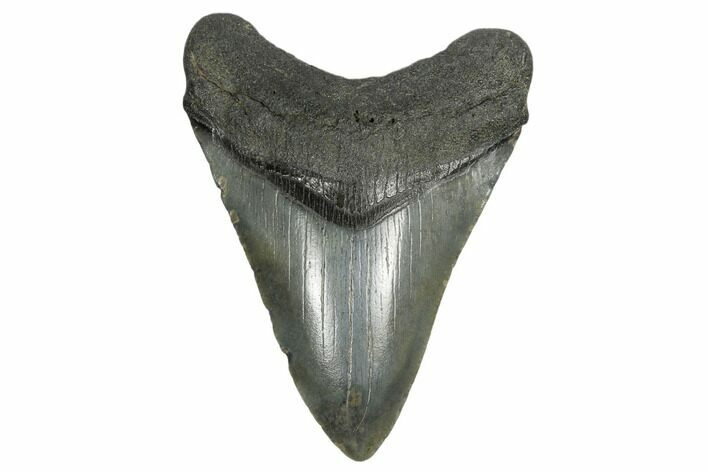 Fossil Megalodon Tooth - South Carolina #168136